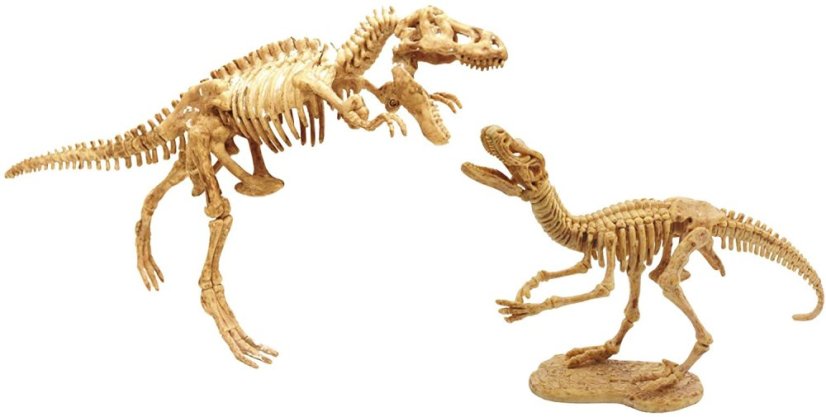 DinoDIG - vykopávka 2 predátorov (2139)