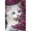 Diamantové maľovanie - Modrooká mačka