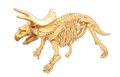 445 triceratops