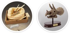 Výstavná lebka -  Triceratops (2131)